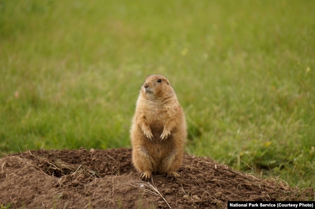 A black-tailed prairie dog