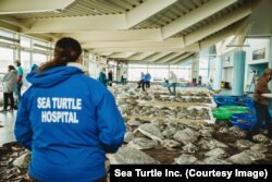 The South Padre Island Convention Center and Visitors Bureau opened its doors to thousands of rescued sea turtles. (Photo courtesy of Sea Turtle Inc.)
