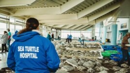 The South Padre Island Convention Center and Visitors Bureau opened its doors to thousands of rescued sea turtles. (Photo courtesy of Sea Turtle Inc.)