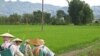 Việt Nam chuyển giao kỹ thuật trồng lúa cho Cuba