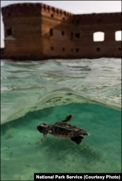 Sea turtle hatchling swimming in front of Fort Jefferson.