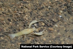 Cave crayfish at Mammoth Cave National Park