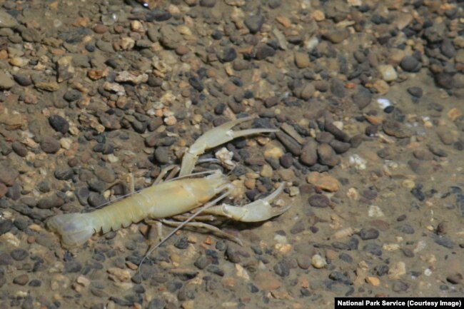 Cave crayfish at Mammoth Cave National Park