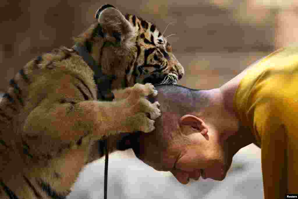 A Buddhist monk plays with a tiger at the Wat Pa Luang Ta Bua, also known as Tiger Temple, in Kanchanaburi province, Thailand.