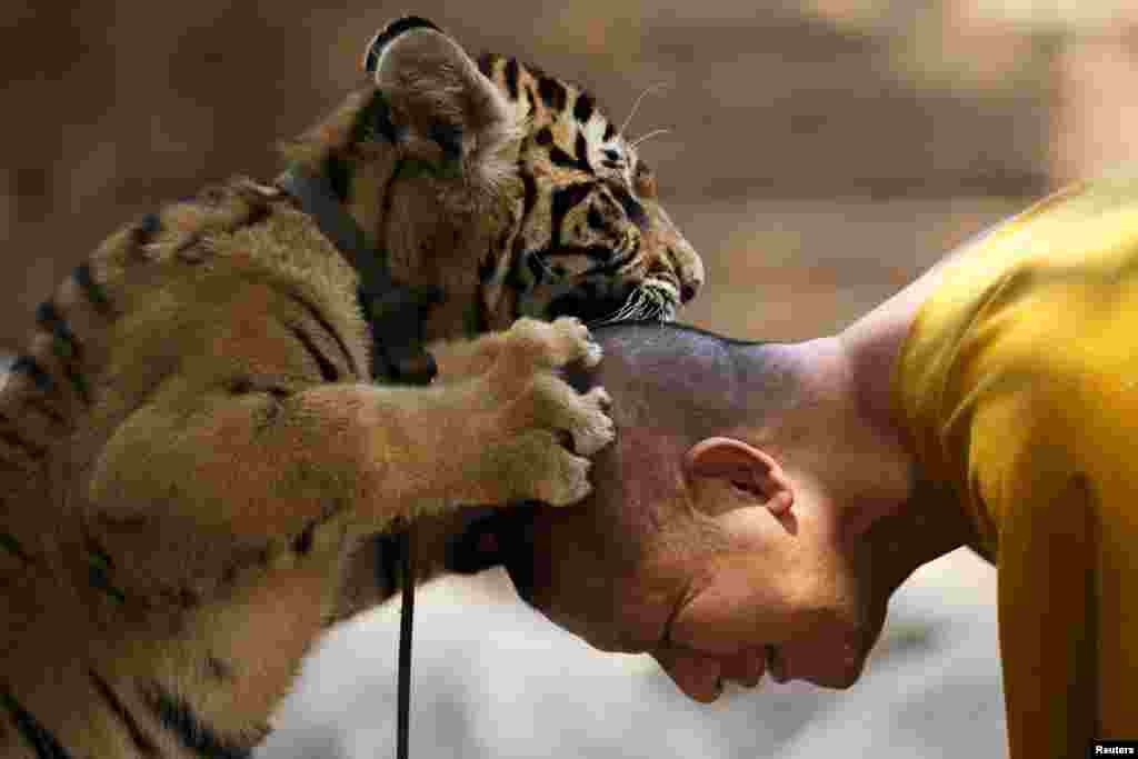 Seorang pendeta Buddha bermain dengan seekor harimau di kuil &#39;Wat Pa Luang Ta Bua&#39; (kuil Macan), di Kanchanaburi, Thailand.