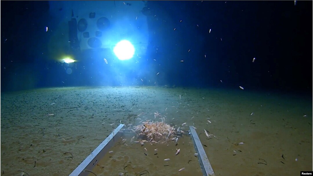 Hewan-hewan laut berenang di sekitar alat selam, yang diterangi oleh cahaya DSV dari kapal selam, di dasar Palung Mariana Samudera Pasifik, 13 Mei 2019. (Sumber: Discovery Channel).