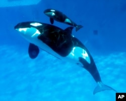 FILE - SeaWorld San Diego shows mom and baby killer whales swimming together at SeaWorld San Diego's Shamu Stadium in San Diego, February 14, 2013.
