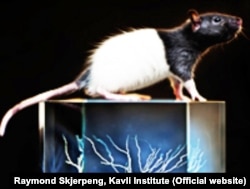 Rats are commonly used in scientific and medical experiments.