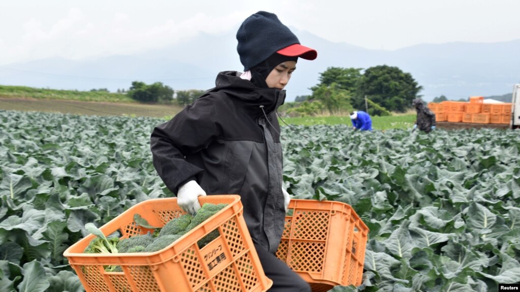 Một công nhân Thái Lan làm việc tại làng Showa Village, Gunma Prefecture ở Nhật. Nhật Bản thường tuyển thực tập sinh từ các nước trong khu vực châu Á để làm việc trong lĩnh vực nông nghiệp, xây dựng, chế biến thực phẩm...