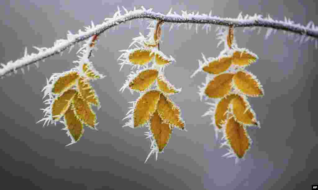 Hoarfrost covered leaves are seen on a cold winter day in Uttenweiler-Aderzhofen, south west Germany.