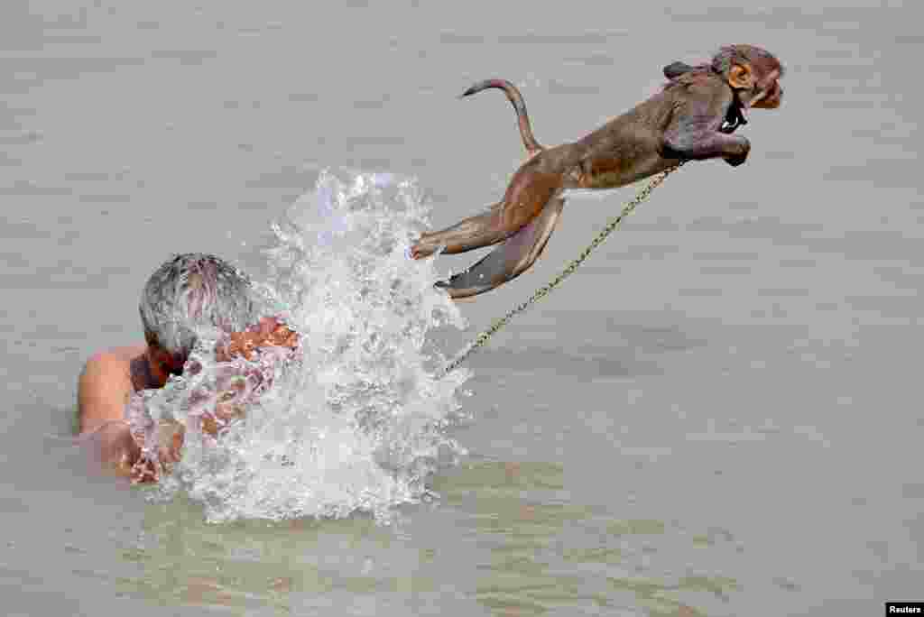 Ramu, seekor kera, melompat sementara pemiliknya mandi di sungai Gangga pada hari yang panas di Kolkata, India.