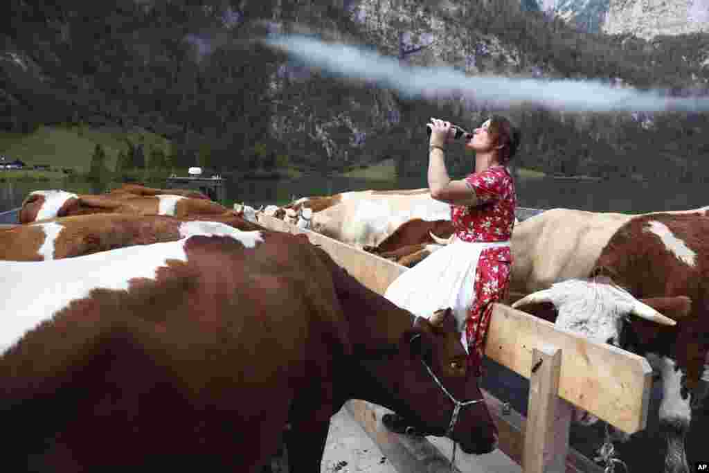 Bavarian mountain farmer Petra drinks beer as she returns her cattle from summer pastures across lake Koenigssee near Berchtesgaden, Germany.