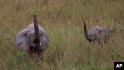 FILE - A mother and baby elephant forage in the rain forest in Lope Reserve, Gabon, July 4, 2001. 