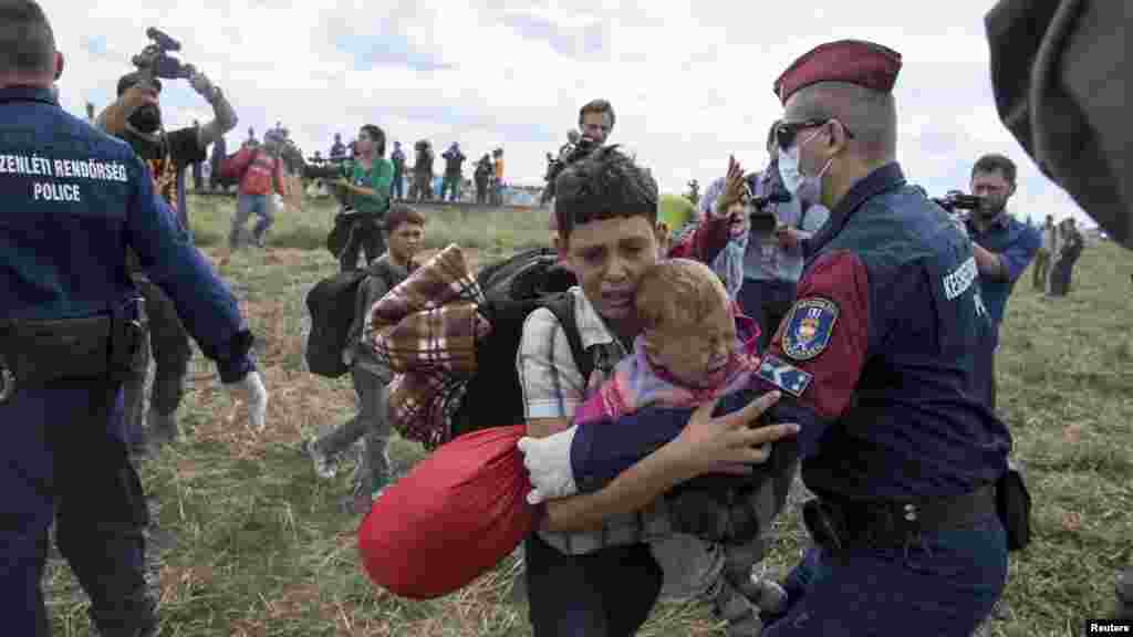 Un migrant portant un bébé est arrêté par des policiers hongrois au moment où il tente d'échapper vers un champ proche du village de Roszke.