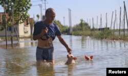 中国山东寿光遭洪水袭击后一名男子在泛滥的街上趟水而过，身后跟着两只小猪。（2018年8月23日）