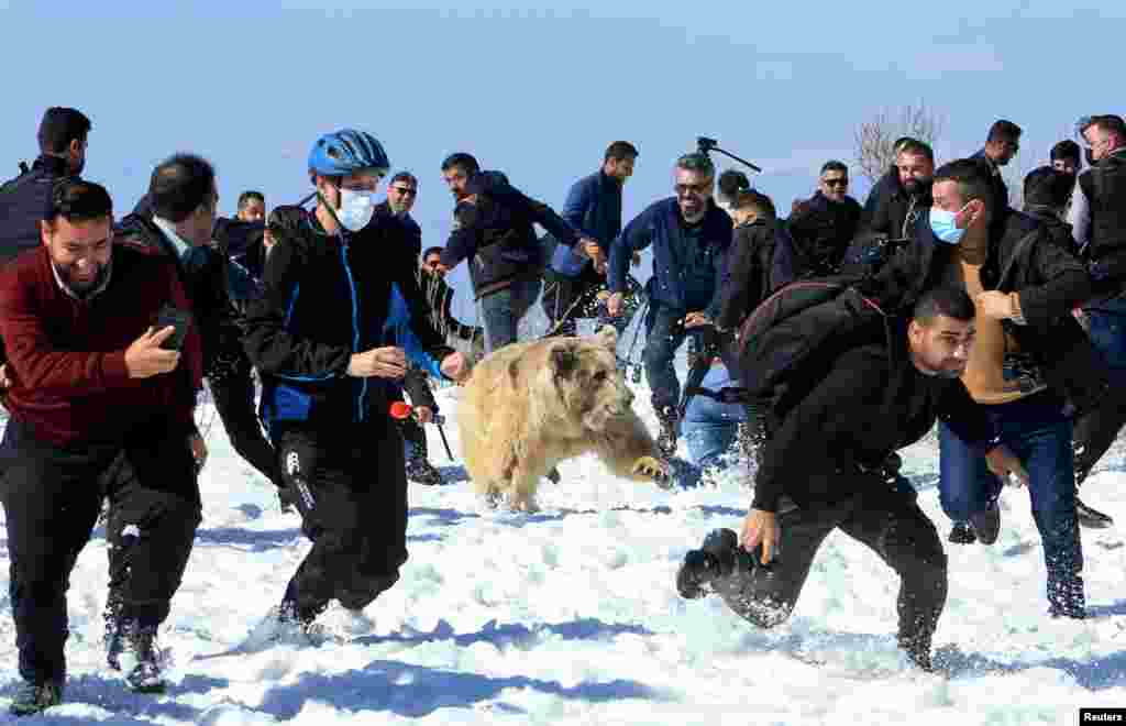 People and security members run away as Kurdish animal rights activists release a bear into the wild after rescuing bears from captivity in people homes, in Dohuk, Iraq, Feb. 11, 2021.