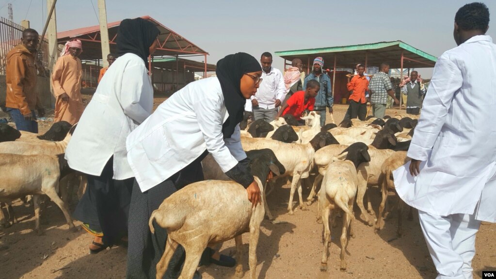 Sayladda Xoolaha ee Hargeisa