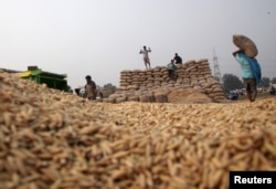FILE - Laborers stack sacks filled with paddy crop at a wholesale grain market in Chandigarh, India, Oct. 14, 2015.