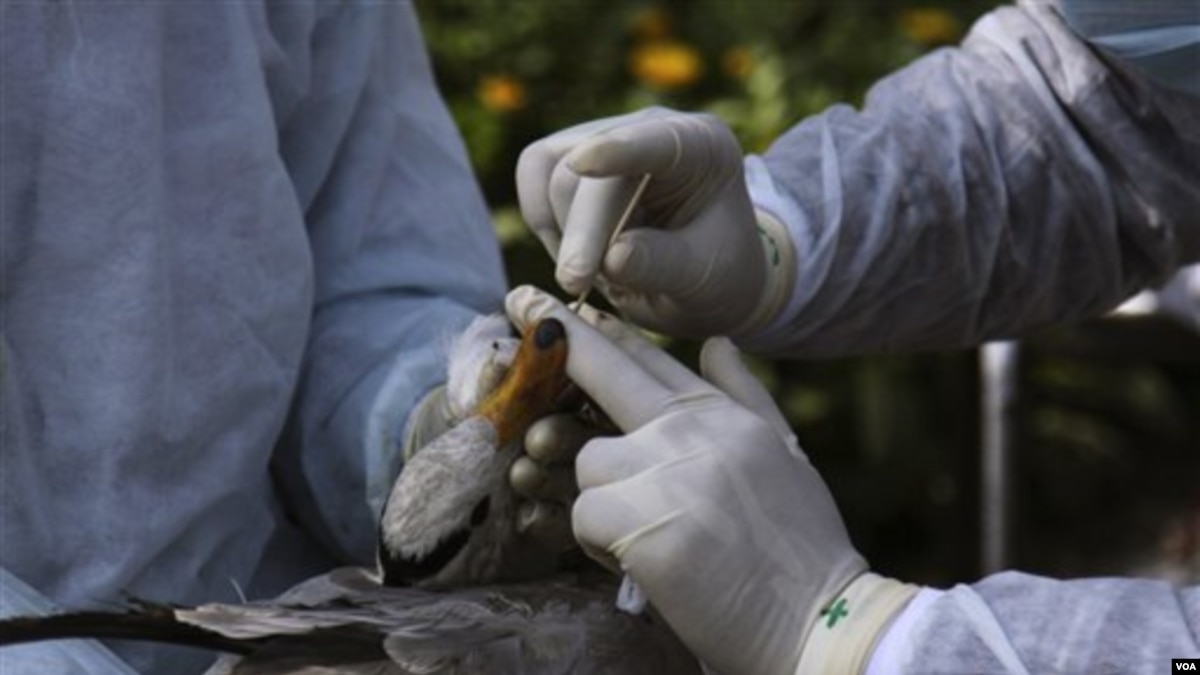 Satu Lagi Korban Tewas Akibat Flu Burung Di Indonesia
