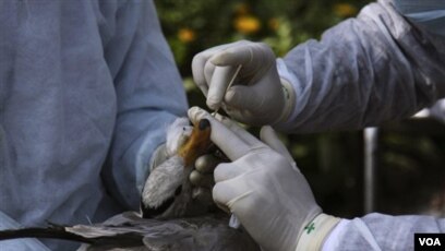 22+ Flu burung di indonesia terupdate
