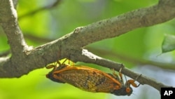 Two cicadas hang upside down on a branch, facing in opposite directions, to mate.