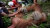 Dokter hewan Yenni Saraswati dari Program Konservasi Orangutan Sumatera (SOCP) memeriksa kondisi orangutan Sumatra yang terluka yang ditemukan oleh aktivis lingkungan di perkebunan kelapa sawit di desa Rimba Sawang, Aceh. (Foto: AP)