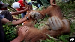 Dokter hewan Yenni Saraswati dari Program Konservasi Orangutan Sumatera (SOCP) memeriksa kondisi orangutan Sumatra yang terluka yang ditemukan oleh aktivis lingkungan di perkebunan kelapa sawit di desa Rimba Sawang, Aceh. (Foto: AP)