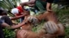 Indonesian veterinarian Yenni Saraswati, top center, of Sumatran Orangutan Conservation Programme (SOCP) examines the condition of an injured Sumatran orangutan found by environmental activists at a palm oil plantation in Rimba Sawang village, March 1, 2012.