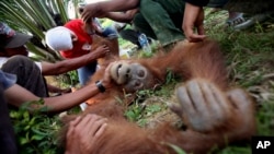 Indonesian veterinarian Yenni Saraswati, top center, of Sumatran Orangutan Conservation Programme (SOCP) examines the condition of an injured Sumatran orangutan found by environmental activists at a palm oil plantation in Rimba Sawang village, March 1, 2012.