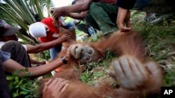 Seekor orangutan Sumatera yang terluka diperiksa oleh dokter hewan di Aceh. (Foto: Dok)