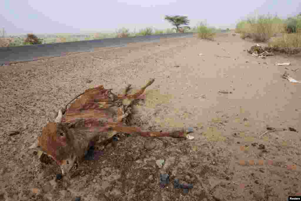 Cattle decompose under the Saharan sun outside the town of Ayoun el Atrous in Mauritania. The food and nutrition crisis facing countries in West Africa’s drought-prone Sahel region continued to deteriorate at an alarming rate, May 2012.