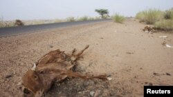 La sècheresse au Sahel (Reuters)