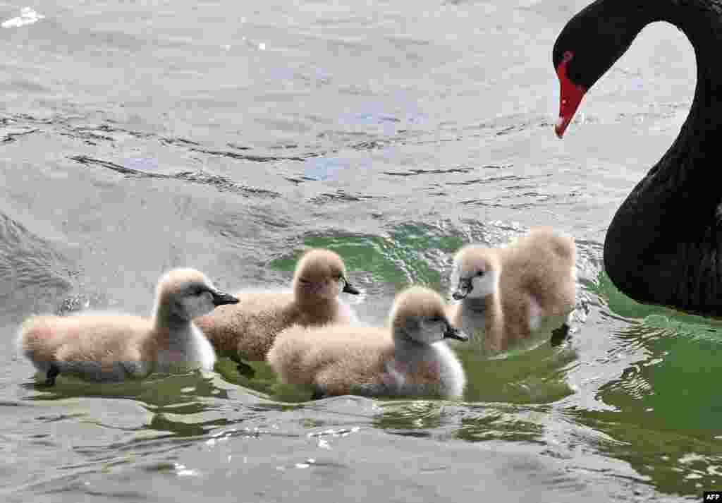 A swan looks over her four cygnets as they swim in Melbourne&#39;s Albert Park Lake, Australia.