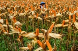 Seorang petani berdiri di ladang jagung di Ciamis, Jawa Barat, 10 Juli 2020. (Foto: AntaraAdeng Bustomi via REUTERS)