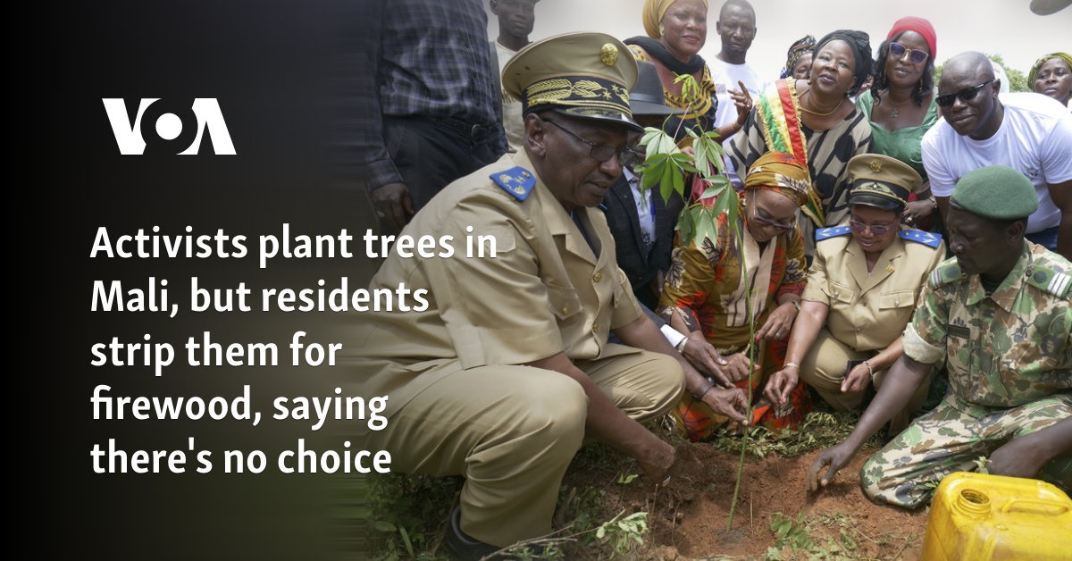 Activists plant trees in Mali, but residents strip them for firewood, saying there's no choice