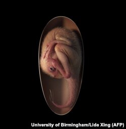 Ilustracija embriona dinosaurusa nazvanog "Beba Jinglijang" otkrivenog u južnoj Kini (Foto: AFP/University of Birmingham/Lida Xing)