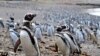 Pingvini u opasnosti zbog klimatskih promena