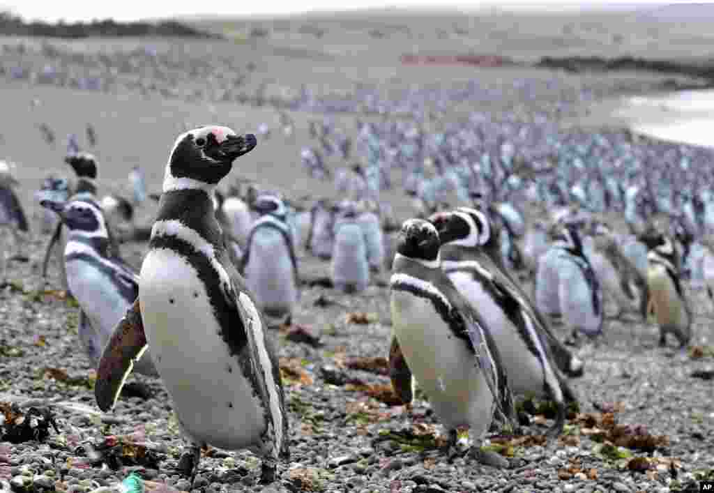 قدم زدن بیش از یک میلیون پنگوئن در ساحل شبه جزیره پونتا تومبو در آرژانتین.