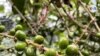Esa inestabilidad en las estaciones del año amenaza cada año a los bosques de café&nbsp;y los caficultores temen que su inclemencia acabe con las cosechas.