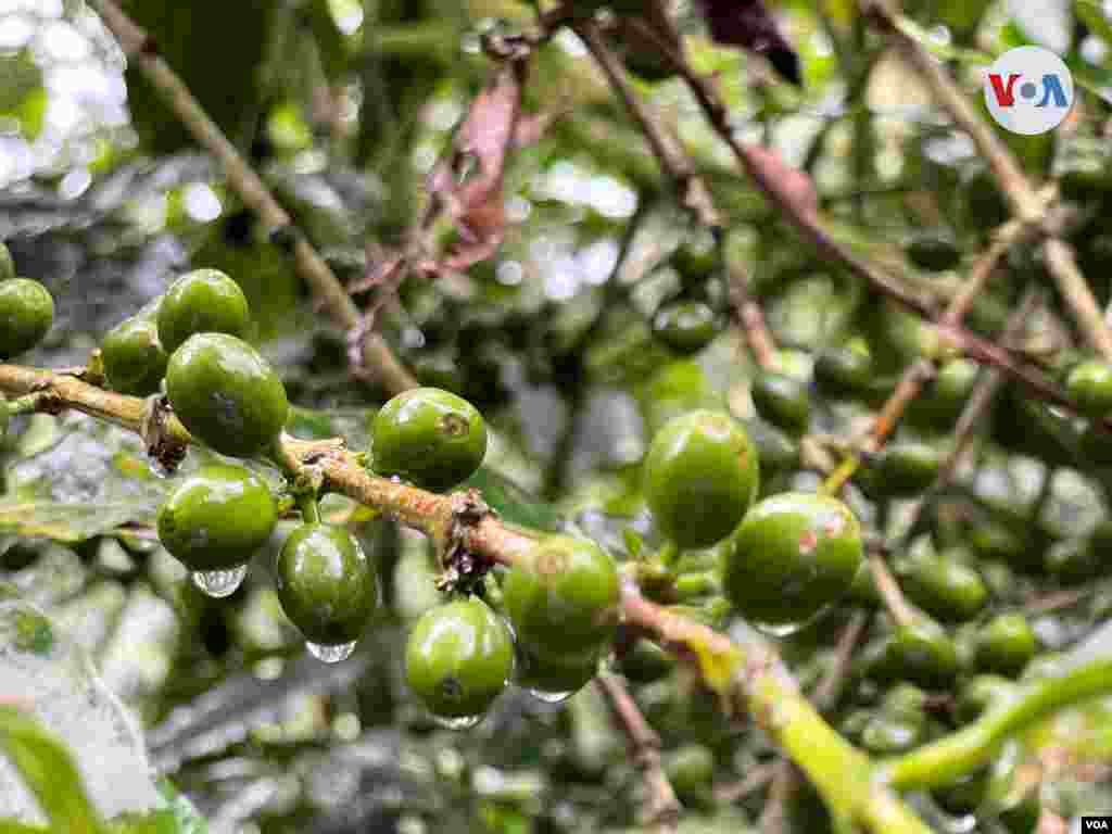 Esa inestabilidad en las estaciones del año amenaza cada año a los bosques de café y los caficultores temen que su inclemencia acabe con las cosechas.