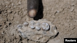 The holotype upper jaw of Australopithecus deyiremeda (BRT-VP-3/1) found in Ethiopia on March 4, 2011 is shown in this image released to Reuters, May 26, 2015. 