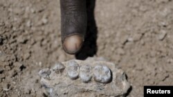 The holotype upper jaw of Australopithecus deyiremeda found in Ethiopia on March 4, 2011. 