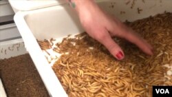 Wendy Lu McGill raises mealworms and crickets to sell to restaurants and food manufacturers.