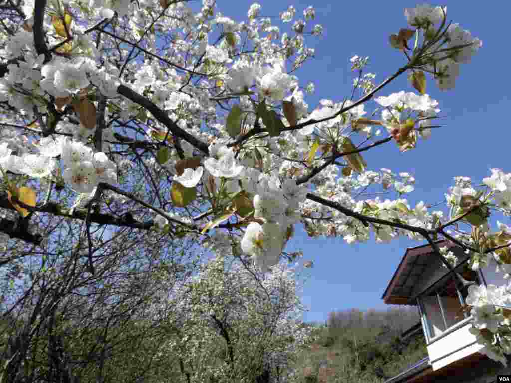 درختان گلابی روستای هلوسرا بخش رانکو- شهرستان املش گیلان عکس: ناصر (ارسالی شما)
