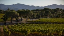 La crisis por los aranceles impuestos por Estados Unidos ha afectado a los productores de vinos en Francia.
