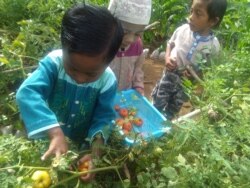 Tiga orang anak melakukan kegiatan memetik buah tomat dari hasil kegiatan pertanian permakultur di desa Boyomoute, Kabupaten Bangkep, Sulawesi Tengah. (Foto: Ichonk/ Perkumpulan Salanggar)