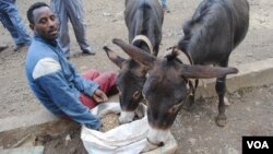 A donkey owner gives his animals healthier food in Ethiopia, where an estimated seven million donkeys are used for transporting water, wood, building materials and people.