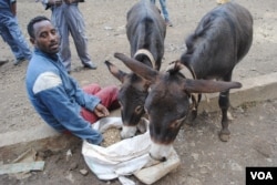 A donkey owner gives his animals healthier food in Ethiopia, where an estimated seven million donkeys are used for transporting water, wood, building materials and people.