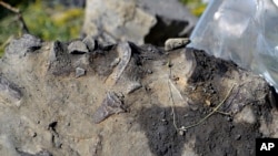 This July 14, 2011 provided by the U.S. Fish and Wildlife Services shows fragments of bone protruding from the top edge of this piece of shale are several plesiosaur vertebrae, at the Charles M. Russell National Wildlife Refuge, Montana. 