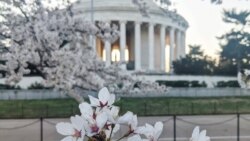 Cherry Blossoms reach their peak bloom at Tidal Basin, Washington, D.C.